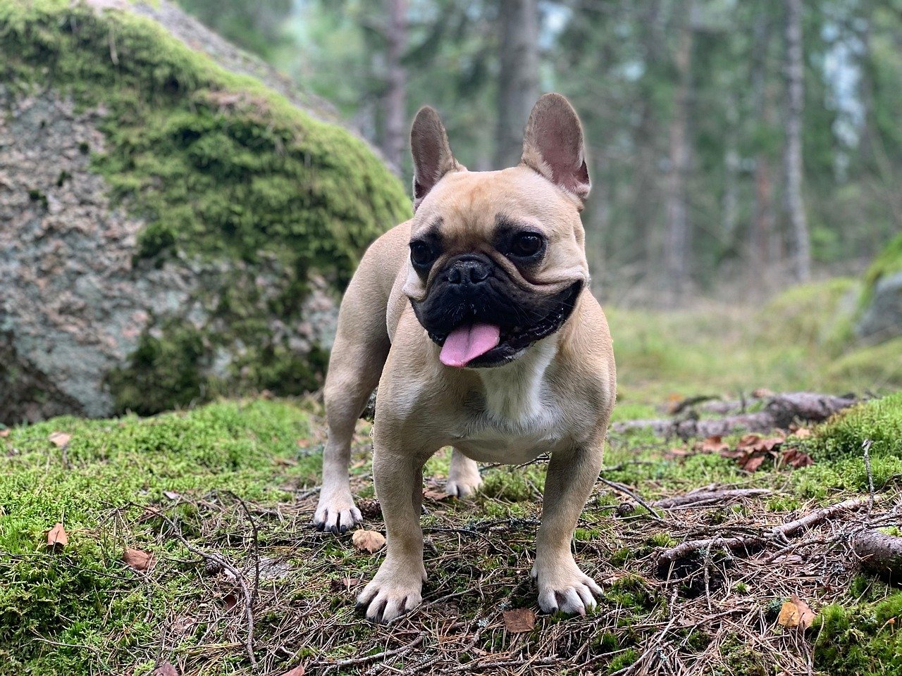 Boxing: Tyson Fury survives knockdown to claim controversial win against Francis Ngannou – BBC